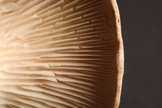 Macro photo of oyster mushroom on dark grey background