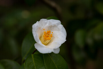 white Vietnamese Camellia flower,close-up of white Camellia flower blooming in the garden,