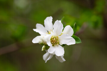 Exochorda grandiflora grows and blooms in the garden in summer