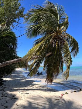 tropical wild beach with palm trees