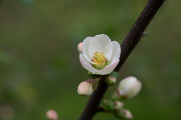 Close up many delicate white blossoms of white Chaenomeles japonica shrub, commonly known as Japanese or Maule's quince