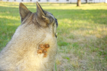 A thistle or burdock hangs from the dog's hair.