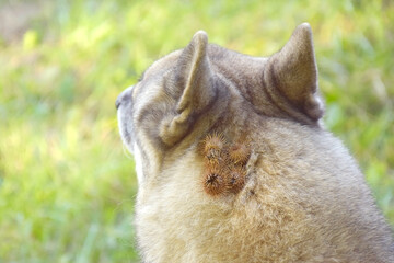 A thistle or burdock hangs from the dog's hair.