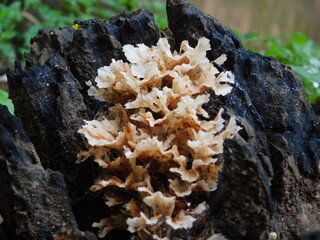 mushroom on the black old cut wood in the jungle in the rainy season