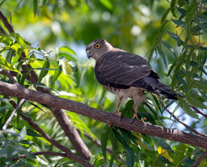 shikra on the branch