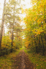 Obraz premium Colourful autumn forest in Hoge Kempen National Park, eastern Belgium during sunset. A walk through the wilderness in the Flanders region in November