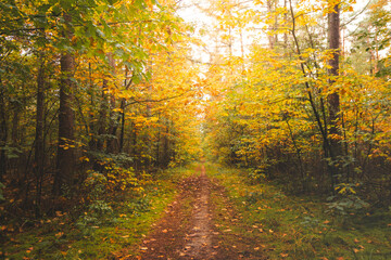 Colourful autumn forest in Hoge Kempen National Park, eastern Belgium during sunset. A walk through the wilderness in the Flanders region in November