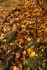 autumn yellow and brown maple leaves on the grass outdoors