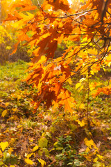 Close up of Autumn oak  dry brown leaves nature park