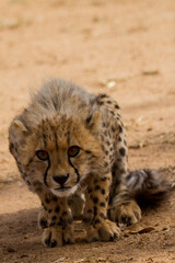 Cheetah of Africa