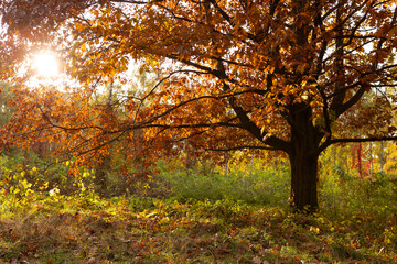 Fototapeta na wymiar Autumn oak tree with dry brown leaves nature and sun beems