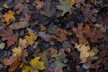 Nature season background with fallen autumn leaves