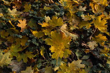 Nature background with fallen autumn maple leaves