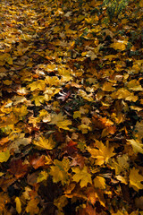 autumn yellow and brown leaves on the ground  nature background