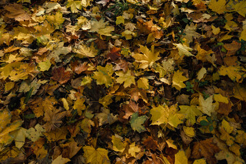 autumn yellow and brown maple leaves on the ground top view