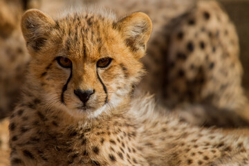 Cheetah of Africa