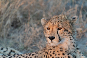 Gepard Sabi Sands Südafrika