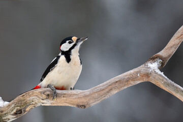 Great Spotted Woodpecker (Dendrocopos major)