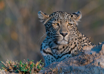 Leopard auf der Jagt