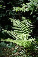 Farn im Schatten