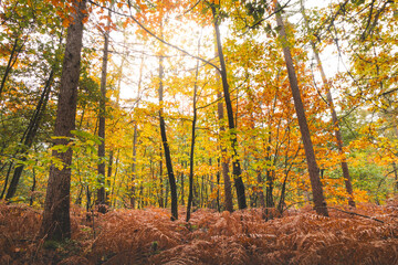 Colourful autumn forest in Hoge Kempen National Park, eastern Belgium during sunset. A walk through the wilderness in the Flanders region in November
