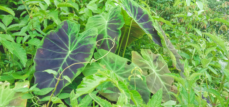 Taro plant in the forest