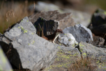Ermine (Mustela erminea) Ermellino