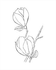 Magnolia branch with flowers, contour hand drawn sketch.