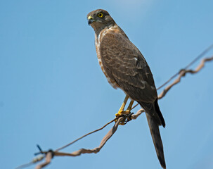 shikra sitting on the wire