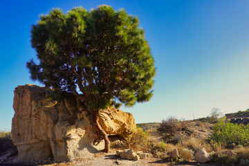 The Pino de La Peraza is a monumental tree located near Chimiche (Tenerife, Canary Islands, Spain). Its roots penetrate directly into the pumitic rock.