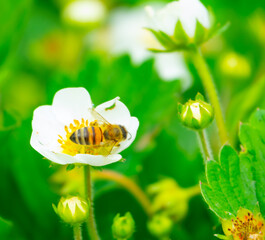 A bee collects nectar from a strawberry flower