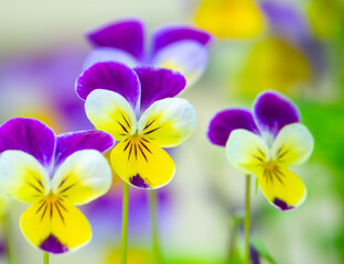 Miniature pansy flowers, macro shot