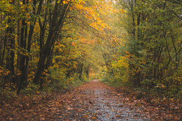 Colourful autumn forest in Hoge Kempen National Park, eastern Belgium during sunset. A walk through the wilderness in the Flanders region in November