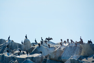 A flock of Cormorants resting on the rocks