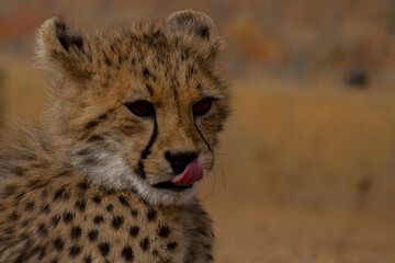 Cheetah of Africa