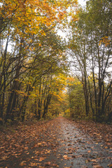 Fototapeta premium Colourful autumn forest in Hoge Kempen National Park, eastern Belgium during sunset. A walk through the wilderness in the Flanders region in November
