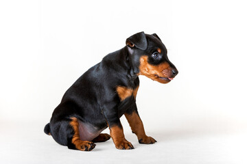 Portrait of a black and tan miniature pinscher puppy sitting against a white background