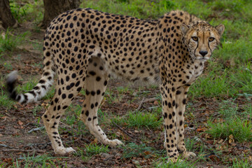Cheetah of Africa
