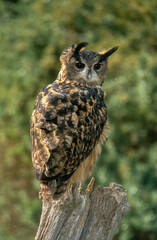 Grand duc d'Europe,.Bubo bubo, Eurasian Eagle Owl