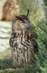 Grand duc d'Europe,.Bubo bubo, Eurasian Eagle Owl