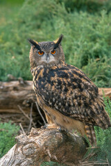 Grand duc d'Europe,.Bubo bubo, Eurasian Eagle Owl