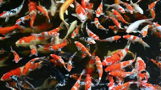 Group of koi carps (Cyprinus carpio) fishes are swimming and find eating food in the pond very joyfully