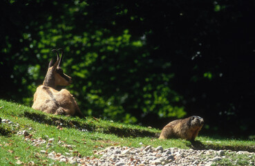 Marmotte des alpes,  Marmota marmota, chamois, Rupicapra rupicapra