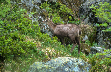 chamois, Rupicapra rupicapra