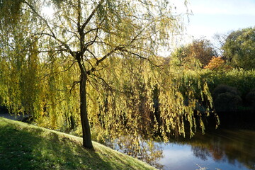 Lake in park in fall and willow tree on shore