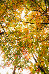 Colourful autumn forest in Hoge Kempen National Park, eastern Belgium during sunset. A walk through the wilderness in the Flanders region in November