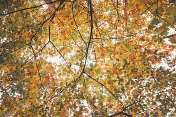 Colourful autumn forest in Hoge Kempen National Park, eastern Belgium during sunset. A walk through the wilderness in the Flanders region in November