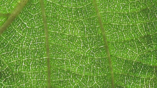 Fresh green leaf on a macro background. Leaf veins with texture and pattern close up