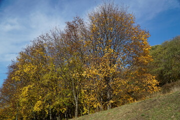 Naklejka premium Trees with yellow leaves in fall