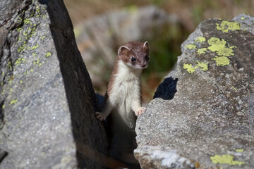 Ermine (Mustela erminea) Ermellino
